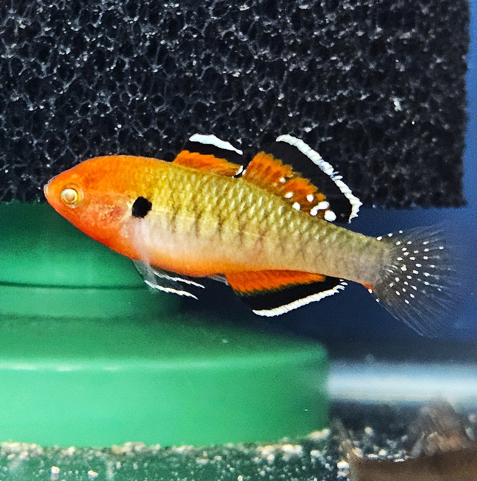 Empire Gudgeon (Hypseleotris compressa)