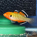 Empire Gudgeon (Hypseleotris compressa)