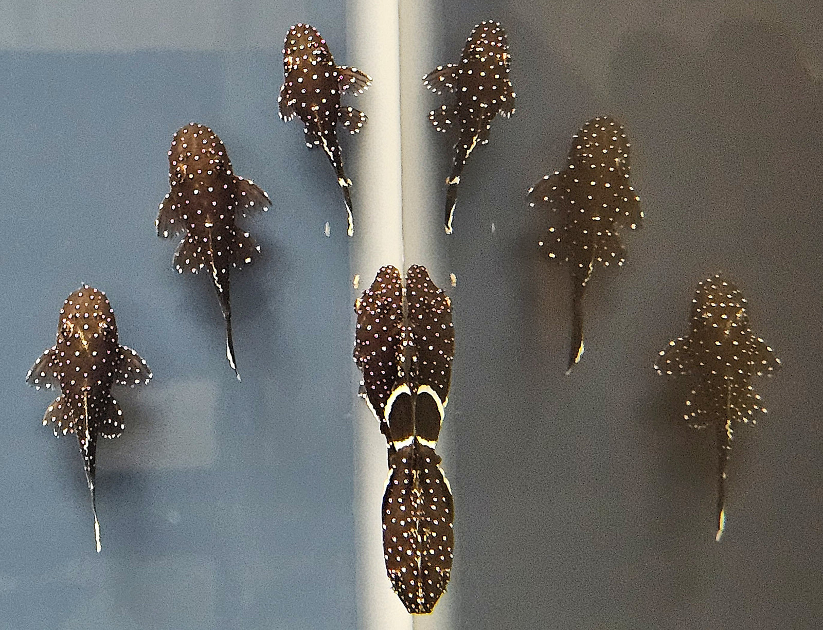 L183 Starlight Bristlenose Pleco (Ancistrus dolichopterus)