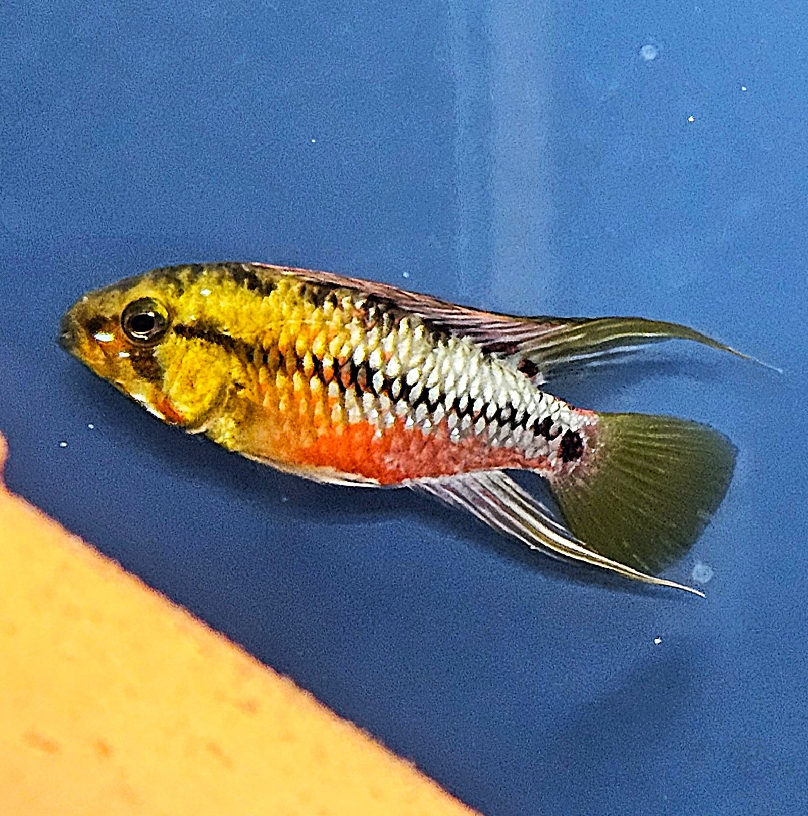 Gold Redline Apisto (Apistogramma hongsloi) Trio (MFF)
