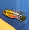 Gold Redline Apisto (Apistogramma hongsloi) Trio (MFF)