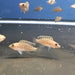 Similis Shell Dweller (Neolamprologus similis)