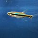 Blue Line Venus Minnow (Aphyocpris cf. lini)