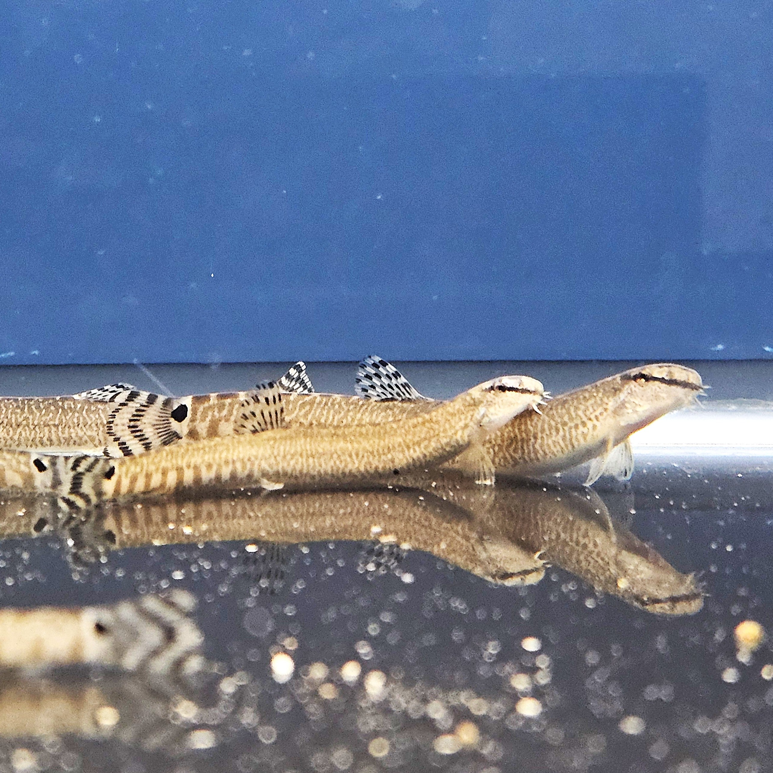 Chinese Snake Loach (Niwaella laterimaculata)