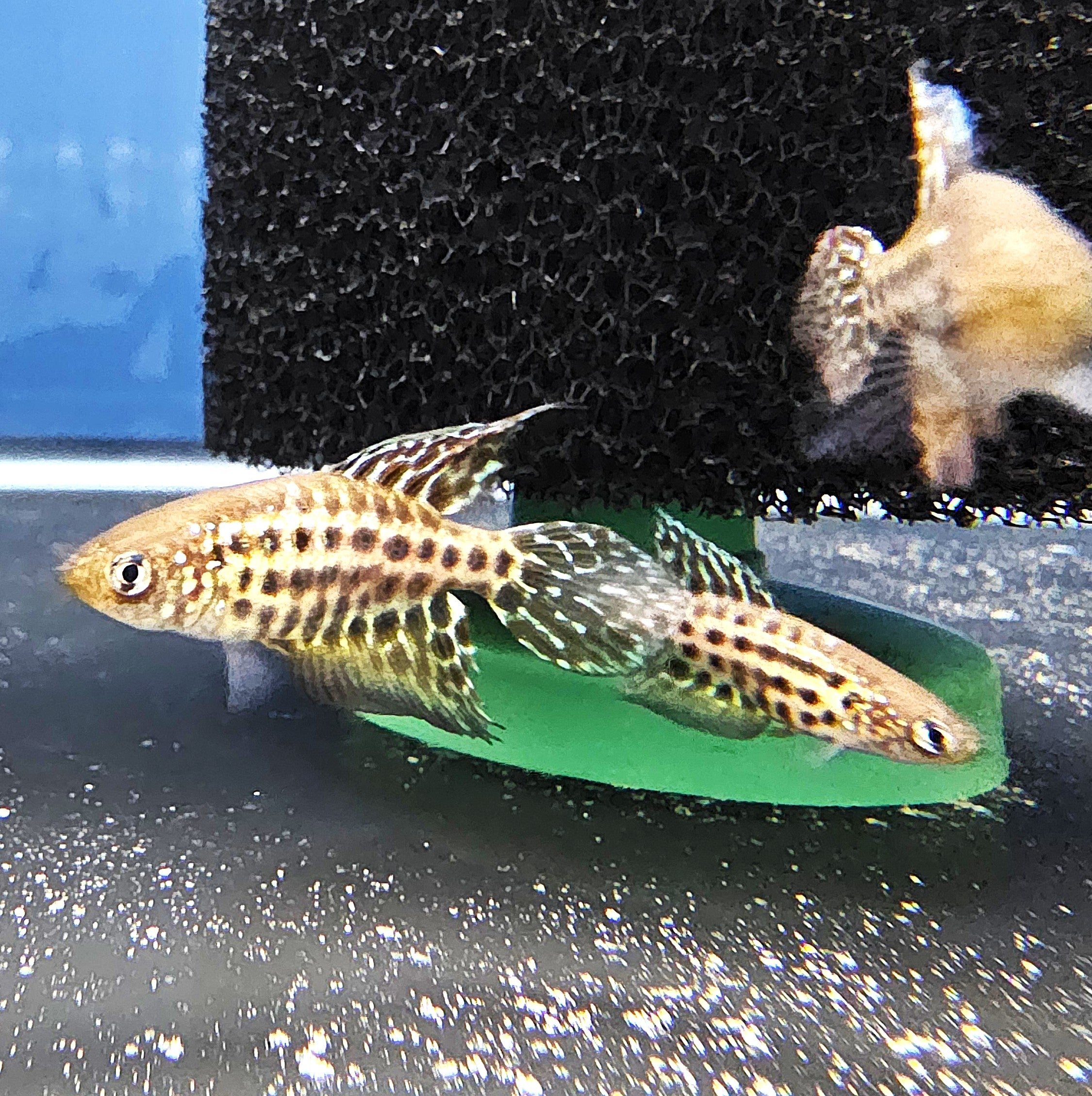 Featherfin Pearl Killifish (Simpsonichthys constancia) Pair