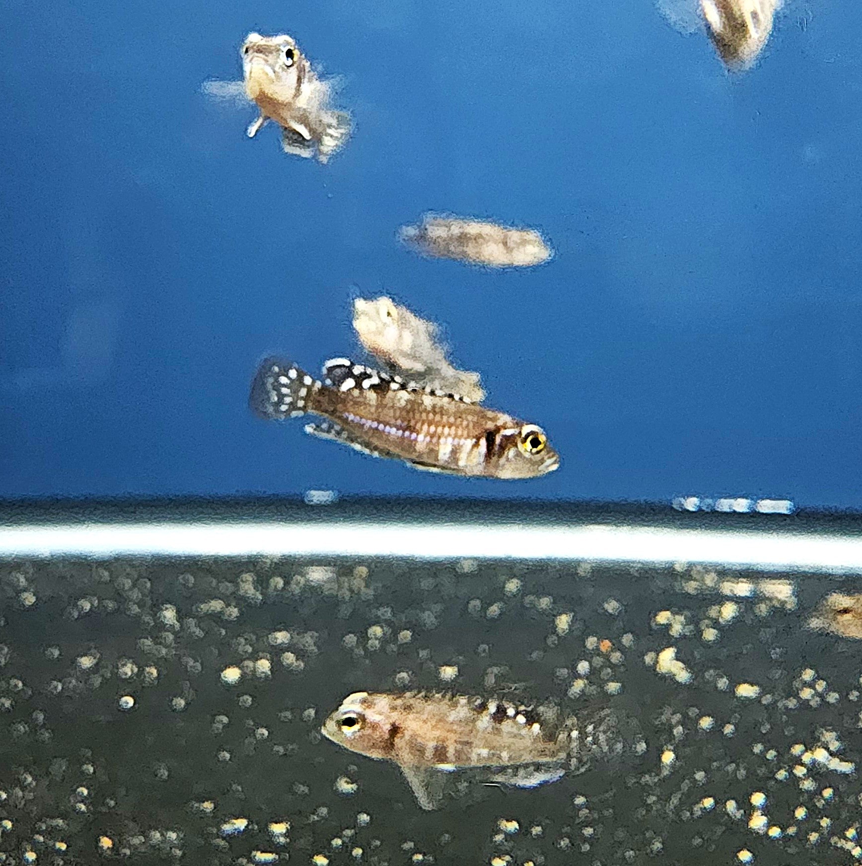 Pearl Shell Dweller (Lamprologus stappersi)