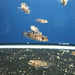 Pearl Shell Dweller (Lamprologus stappersi)