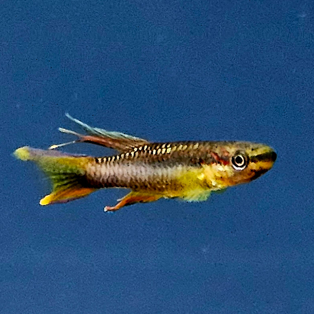 Tropical Fish Co.
