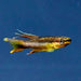 Poliak's Killifish (Aphyosemion poliaki) Pair