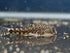 Red Fin Hillstream Loach (Pseudogastromyzon myersi)
