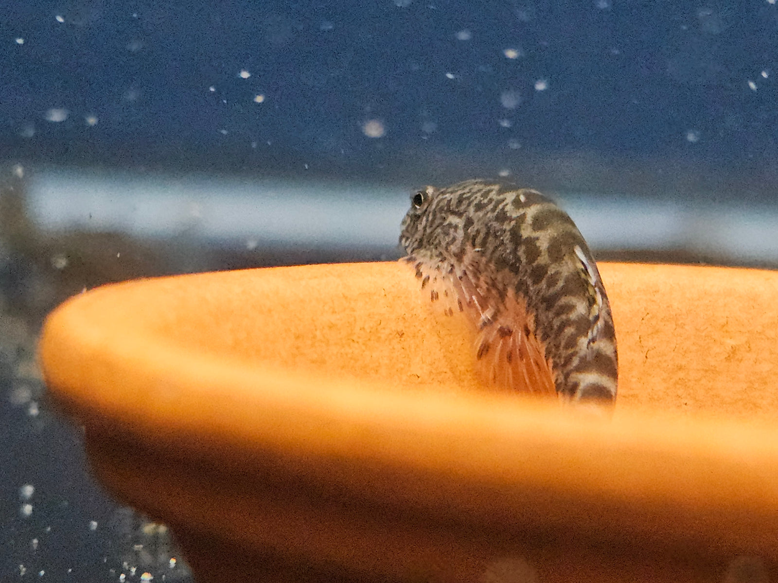 Red Fin Hillstream Loach (Pseudogastromyzon myersi)