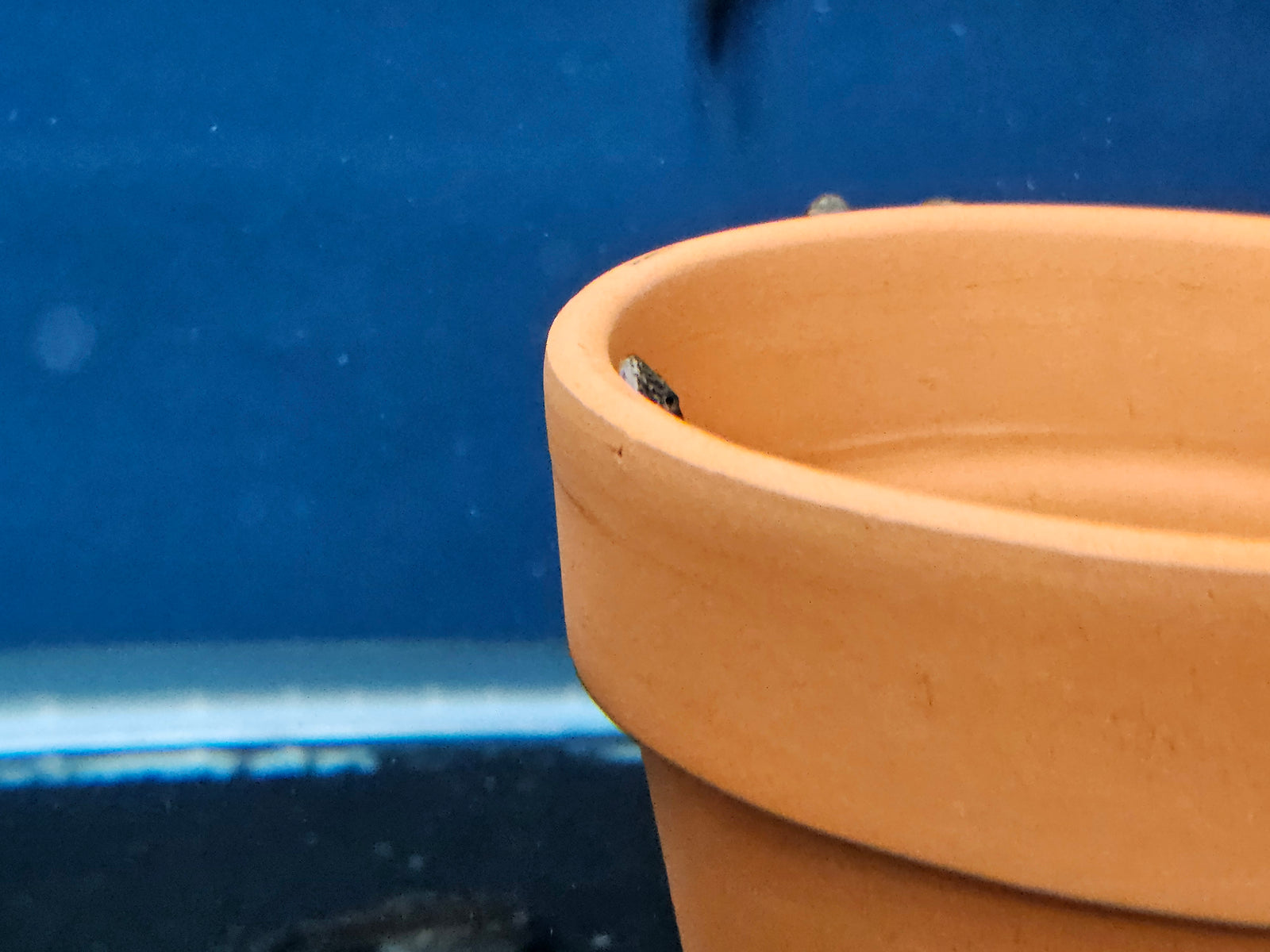 Purple Fin Hillstream Loach (Pseudogastromyzon laticeps)