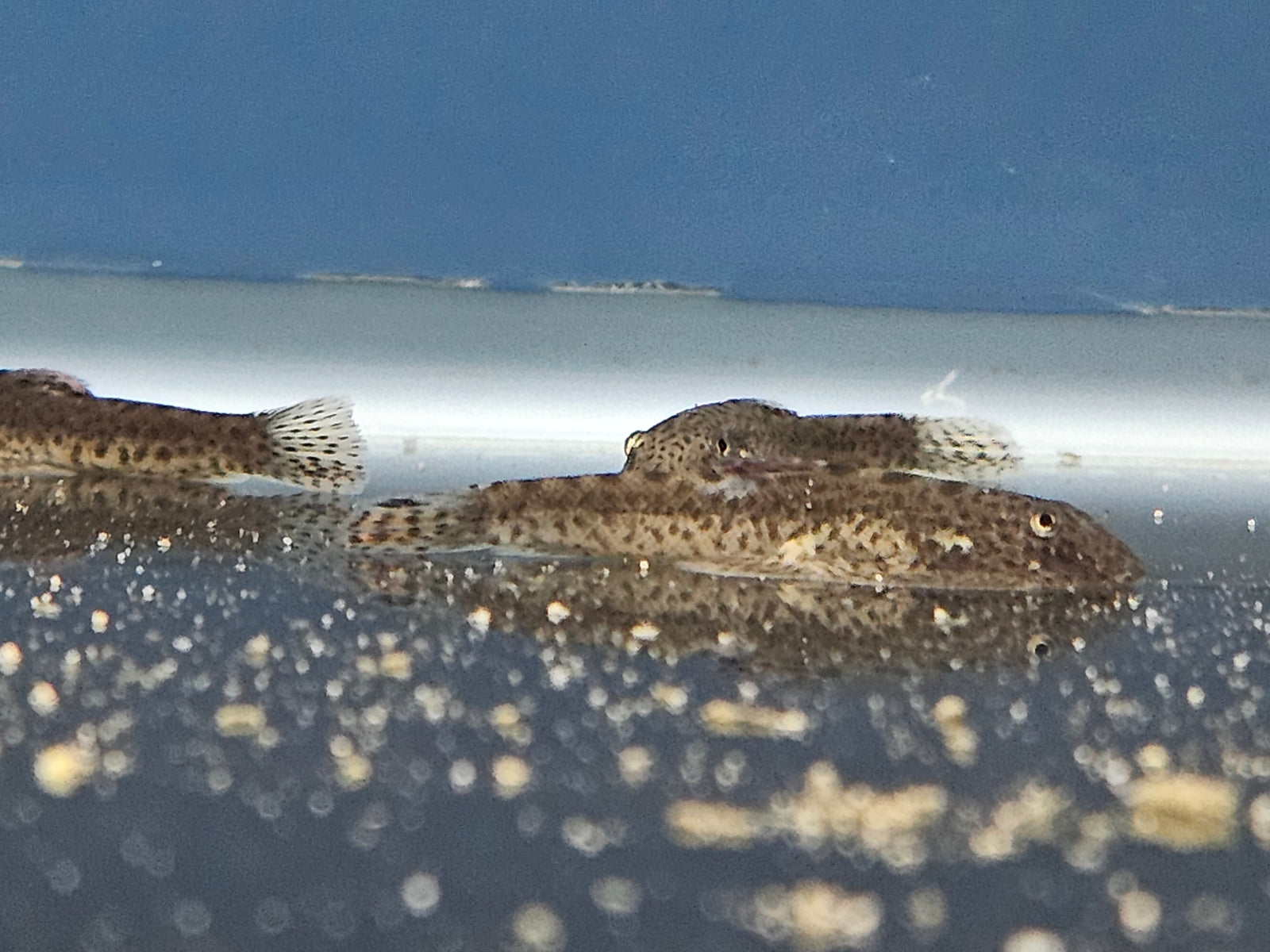 Purple Fin Hillstream Loach (Pseudogastromyzon laticeps)