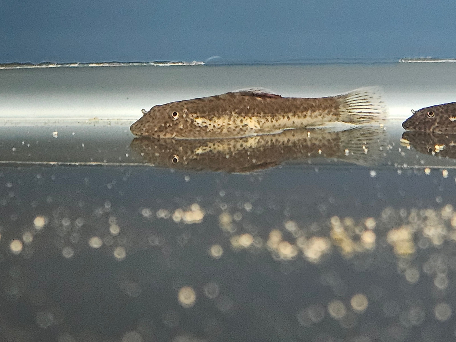 Purple Fin Hillstream Loach (Pseudogastromyzon laticeps)