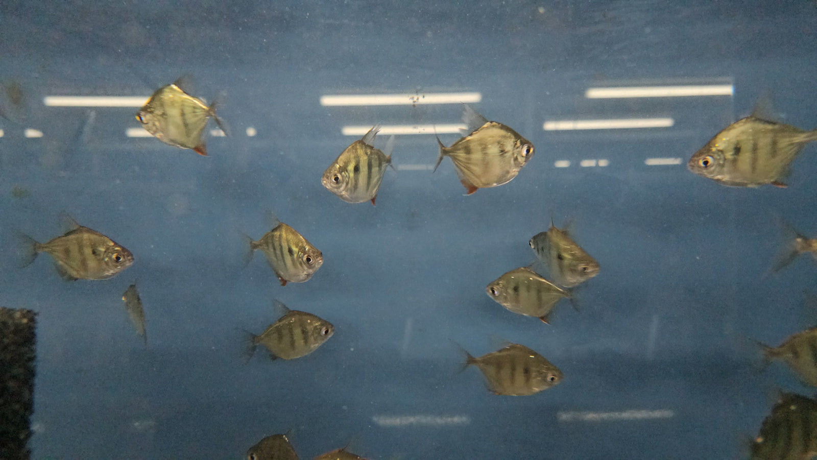 Tiger Silver Dollar 'Rio Capim' (Metynnis fasciatus)