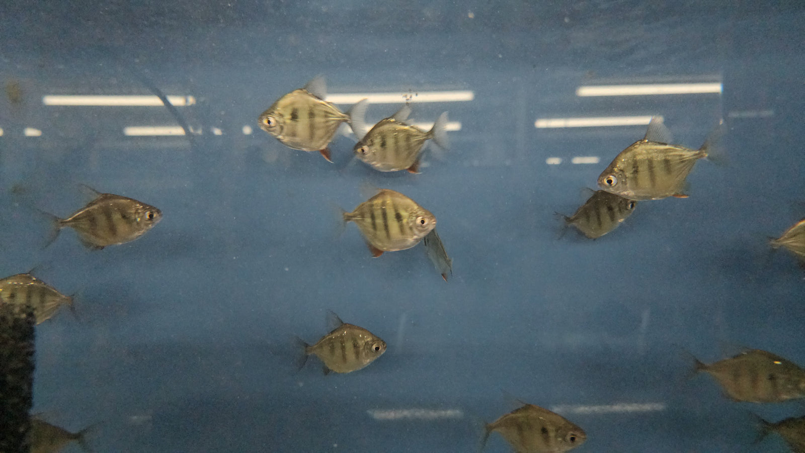 Tiger Silver Dollar 'Rio Capim' (Metynnis fasciatus)