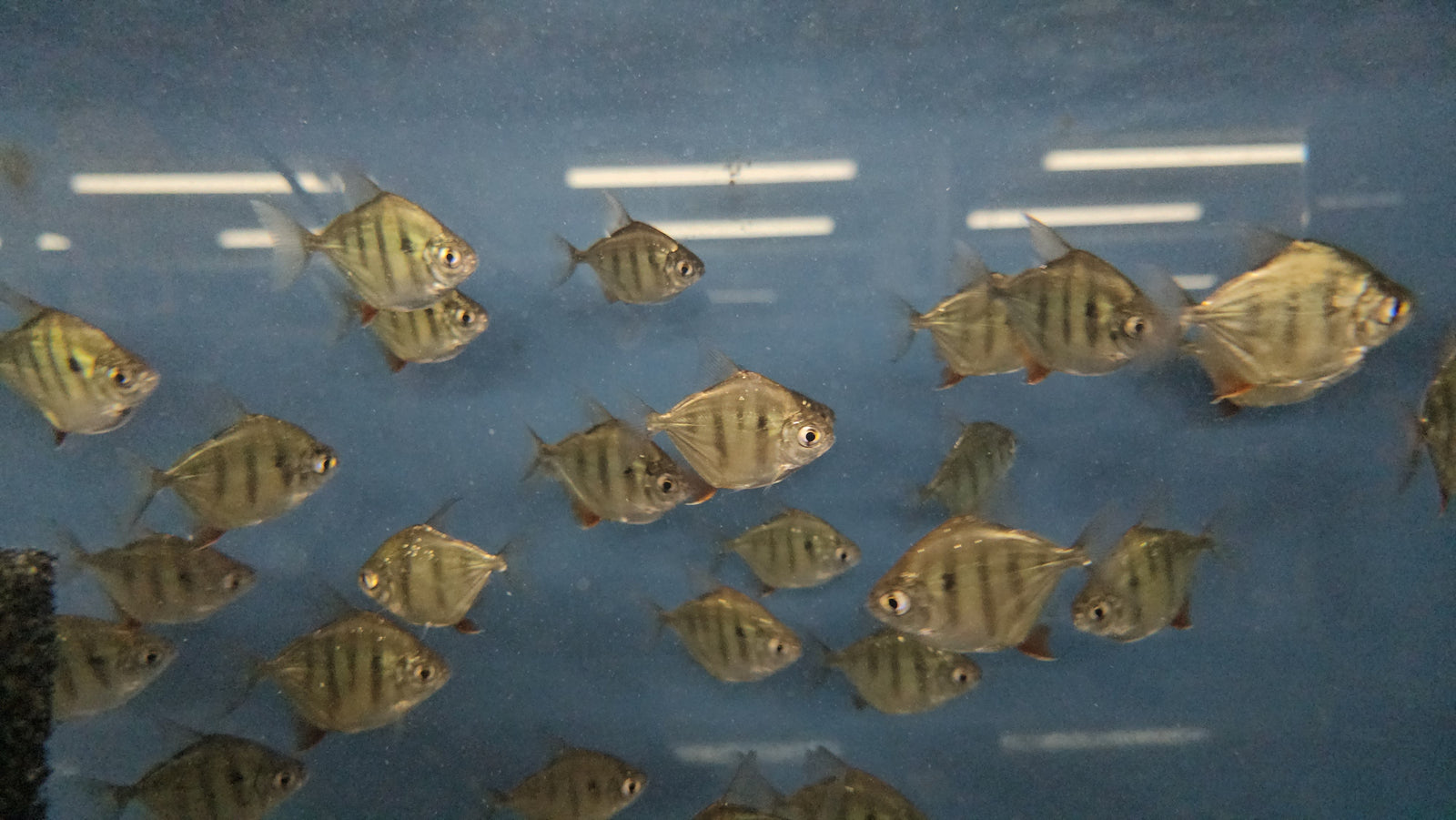 Tiger Silver Dollar 'Rio Capim' (Metynnis fasciatus)