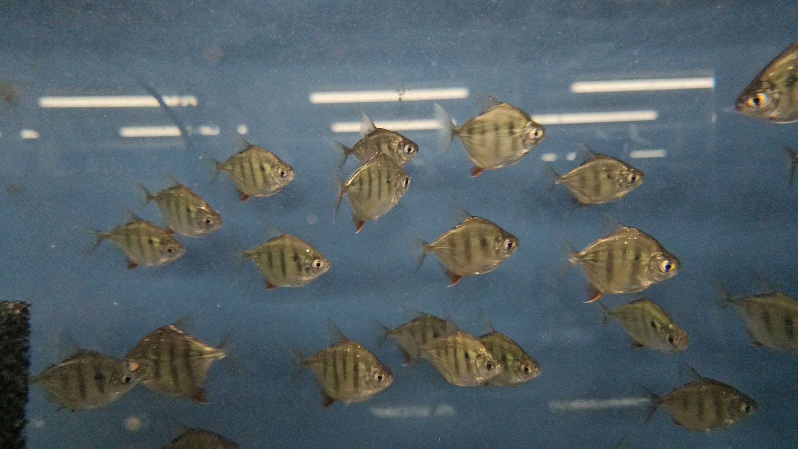 Tiger Silver Dollar 'Rio Capim' (Metynnis fasciatus)