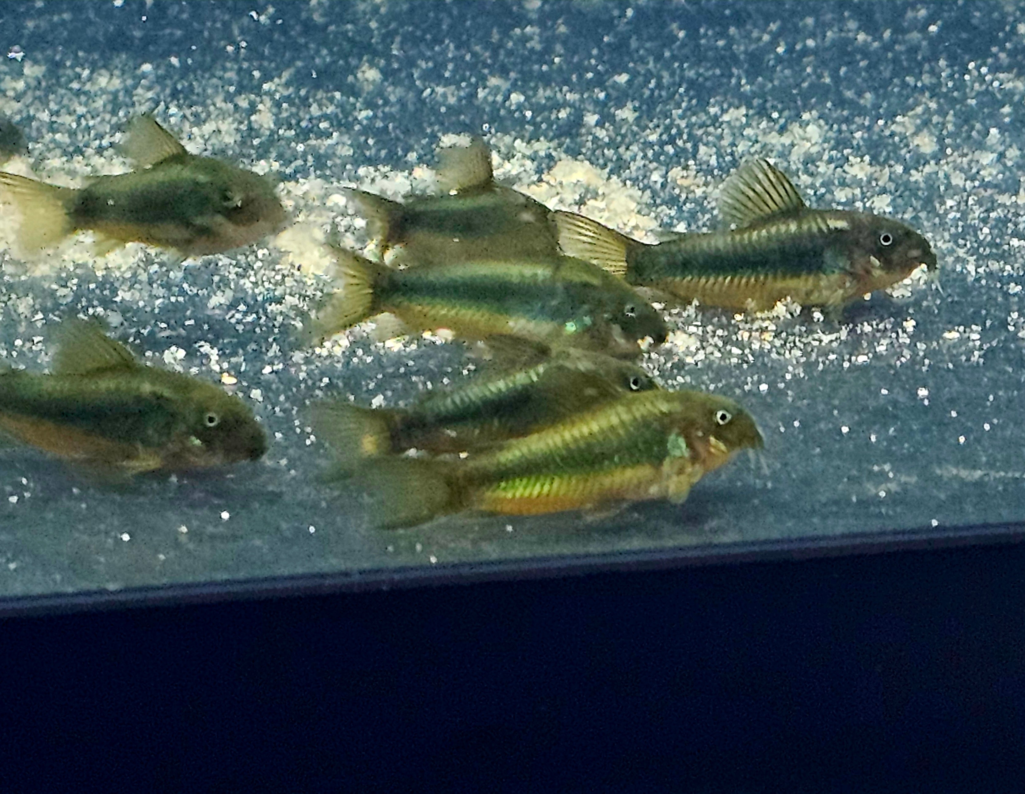 CW009 Green Laser Cory (Osteogaster sp.)