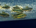 CW009 Green Laser Cory (Osteogaster sp.)