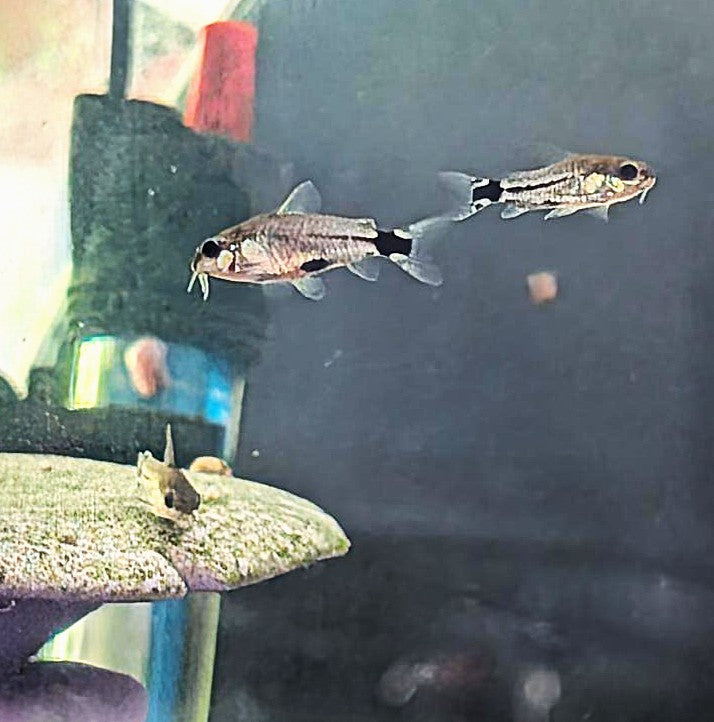 Diamond Tail Cory (Gastrodermus hastatus)