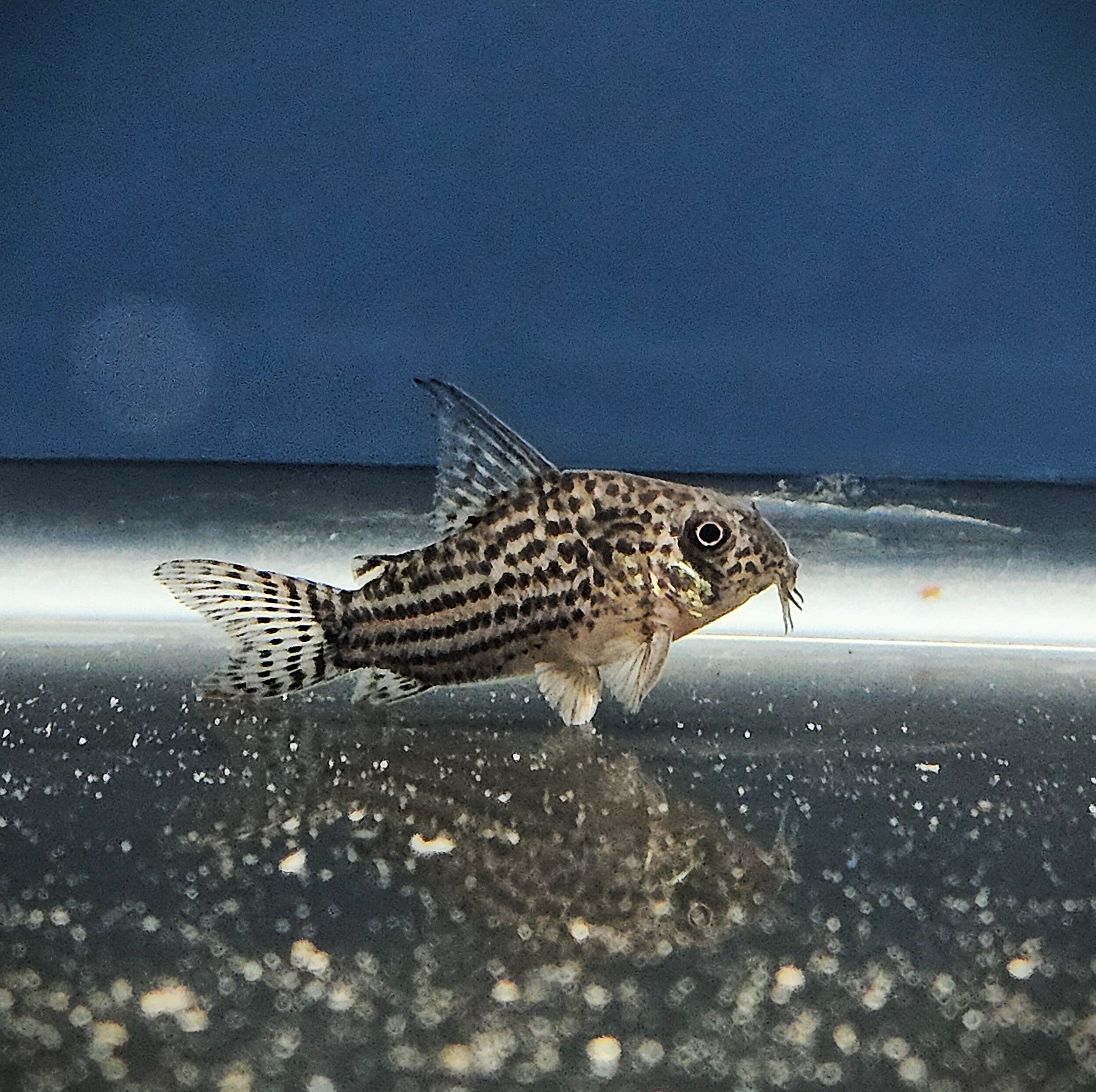 Araguaia Cory 'Rio Araguaia' (Hoplisoma araguaiaense)