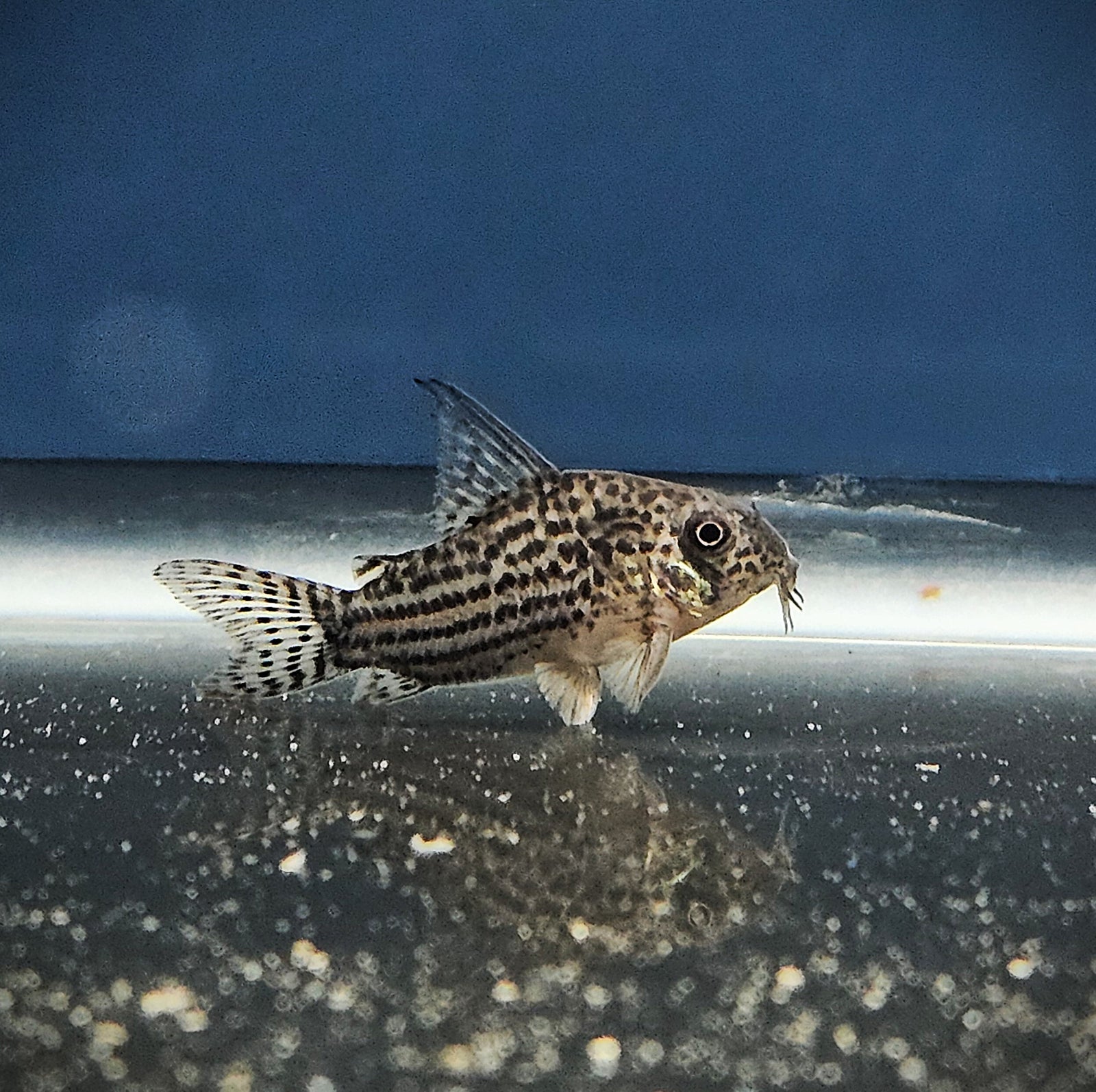 Araguaia Cory 'Rio Araguaia' (Hoplisoma araguaiaense)