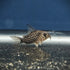 Araguaia Cory 'Rio Araguaia' (Hoplisoma araguaiaense)