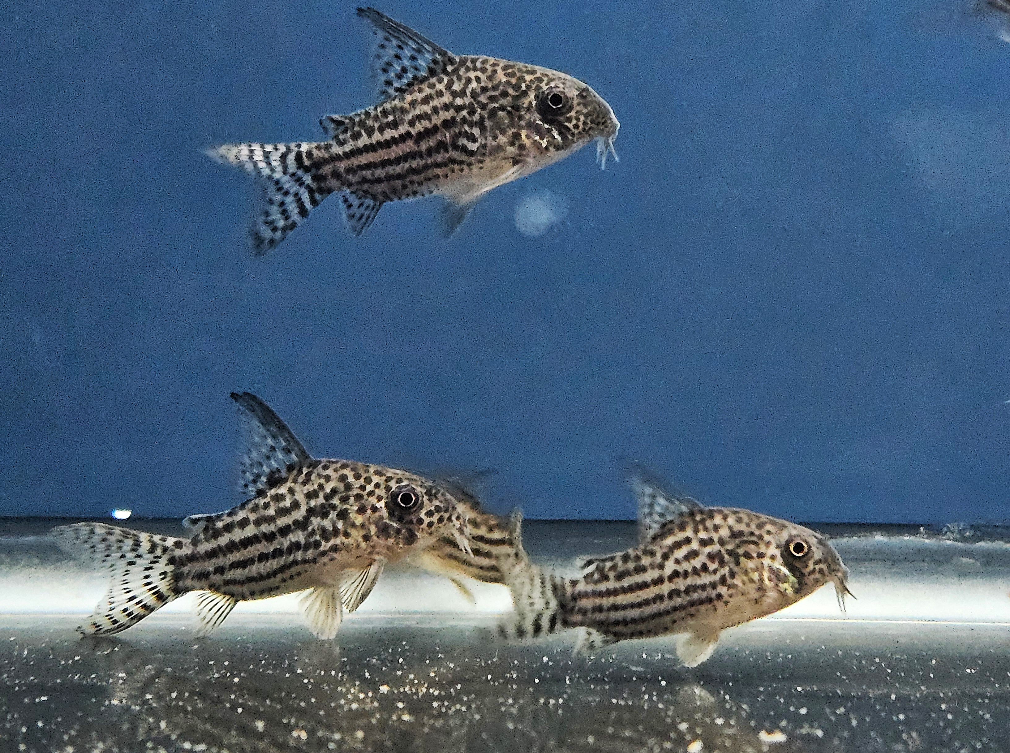 Araguaia Cory 'Rio Araguaia' (Hoplisoma araguaiaense)