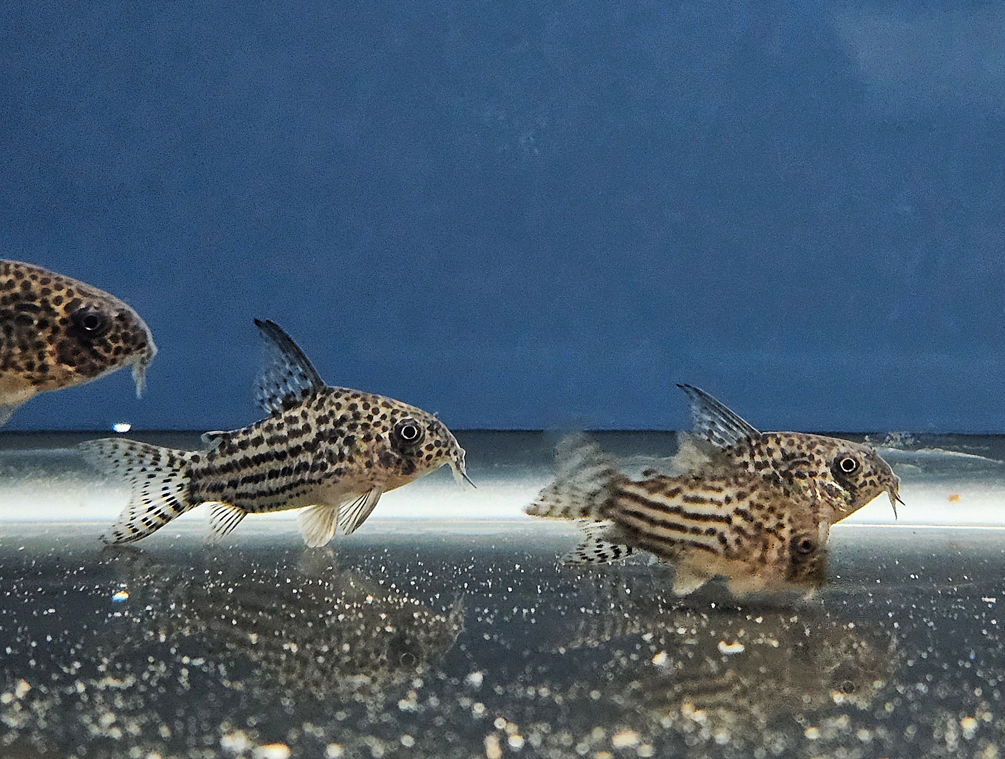 Araguaia Cory 'Rio Araguaia' (Hoplisoma araguaiaense)