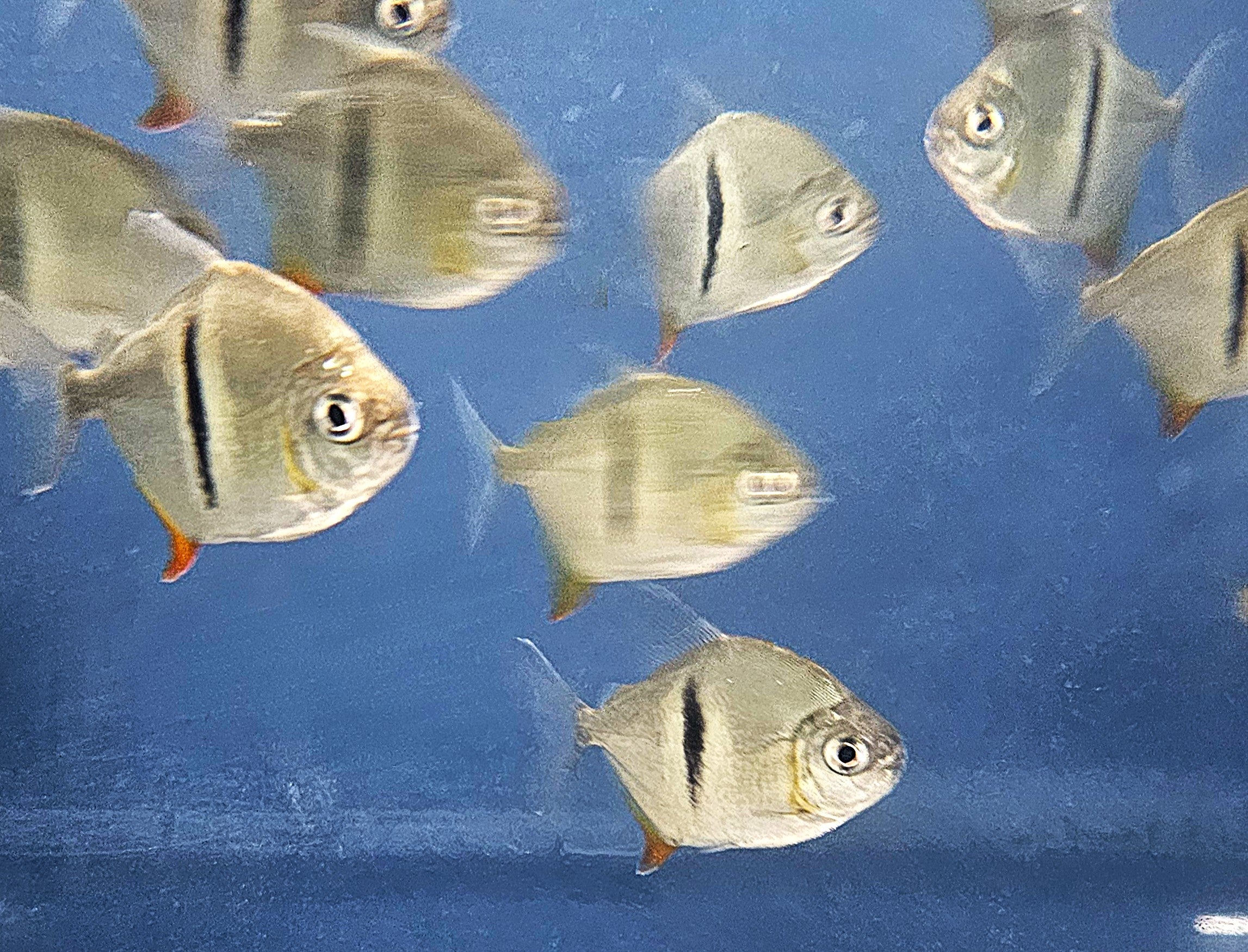 Lord Sauron's Silver Dollar 'Rio Xingu' (Myloplus sauron)