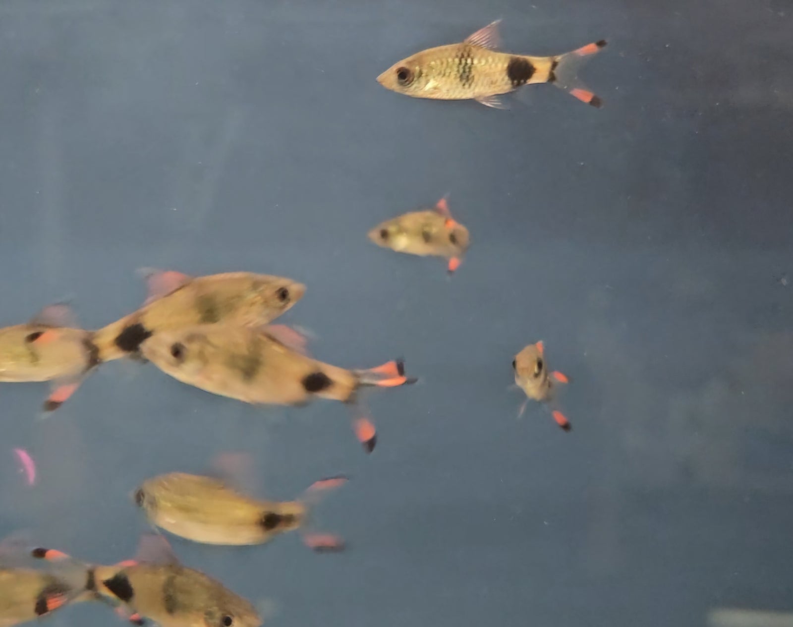 Mascara Barb (Dawkinsia assimilis)