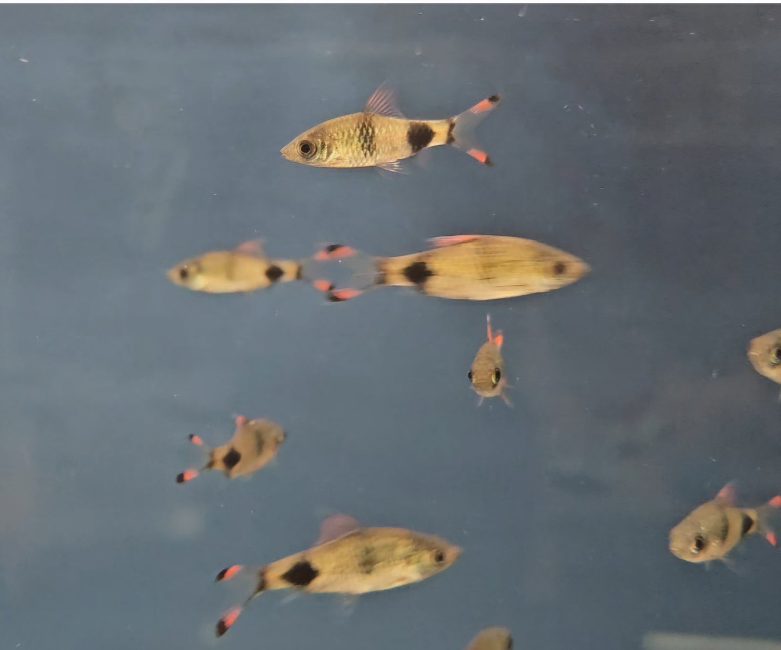 Mascara Barb (Dawkinsia assimilis)