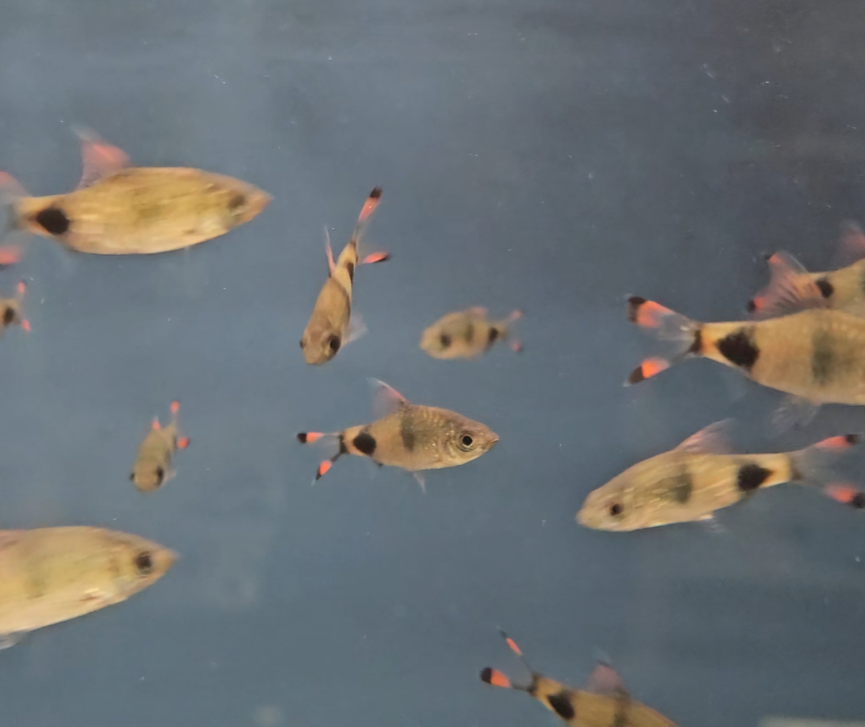 Mascara Barb (Dawkinsia assimilis)