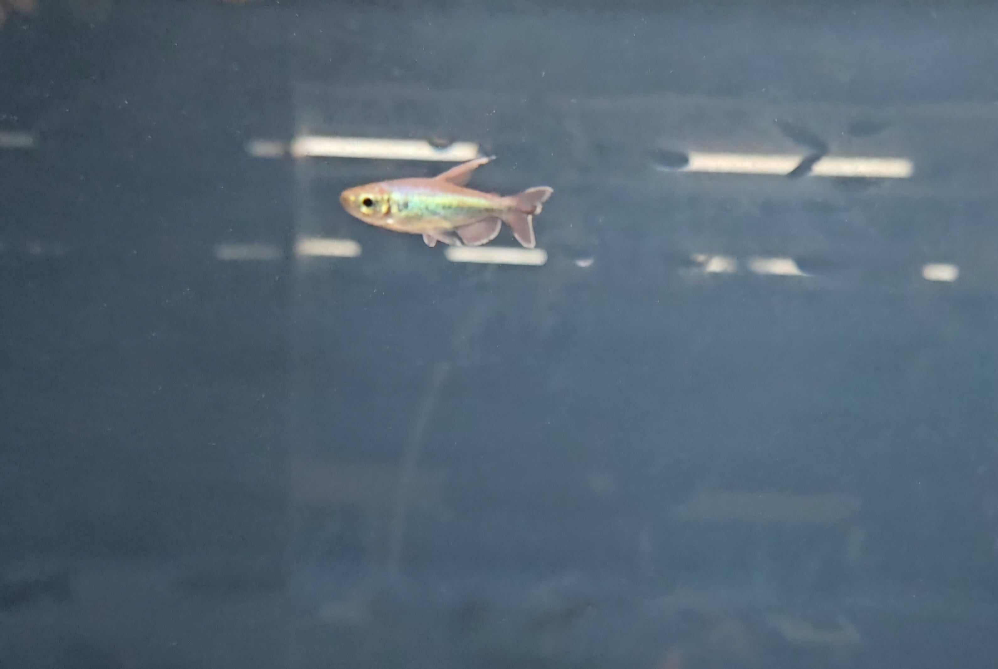 Congo Tetra (Phenacogrammus interruptus)