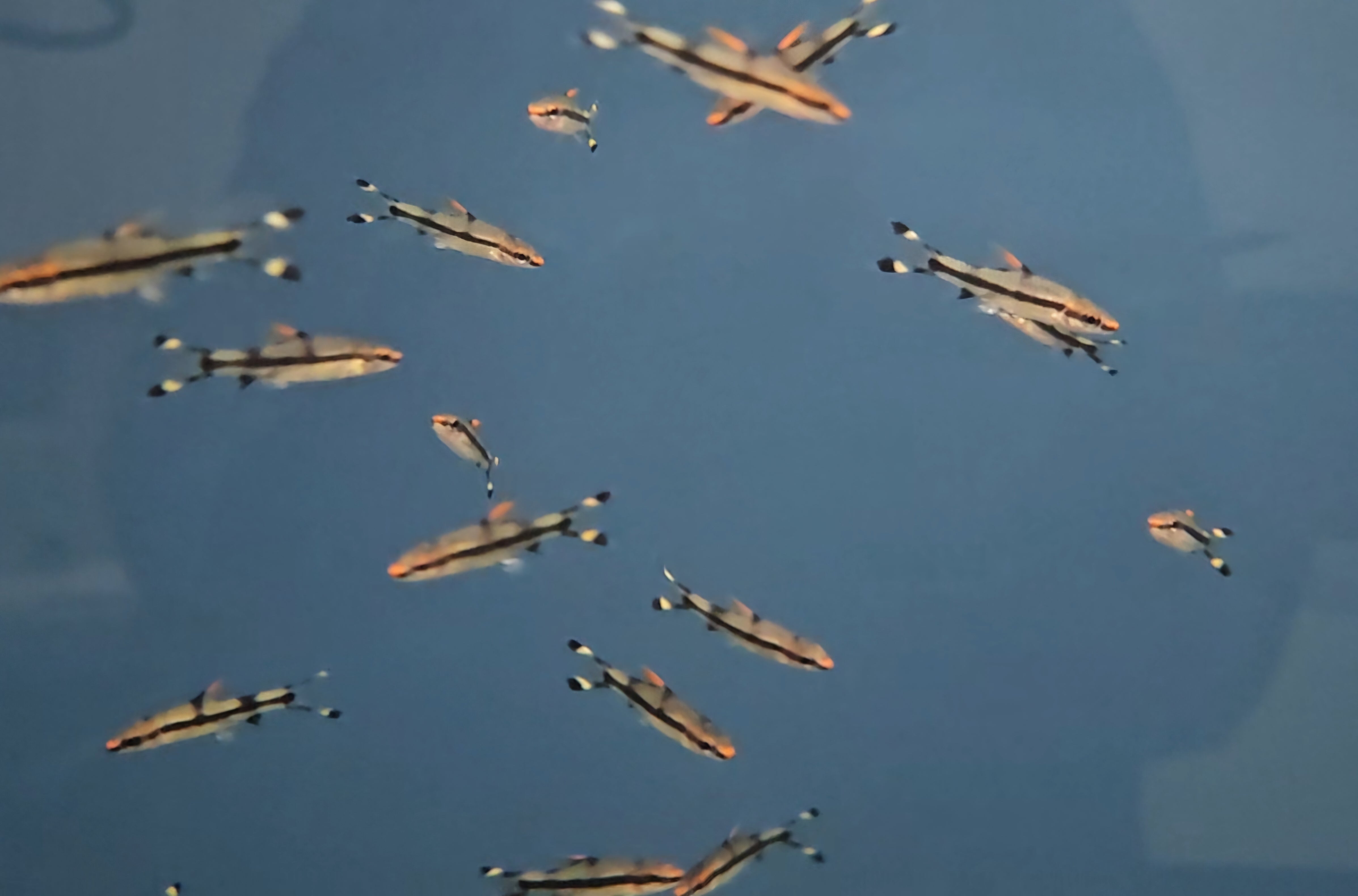 Roseline Shark (Sahyadria denisonii)