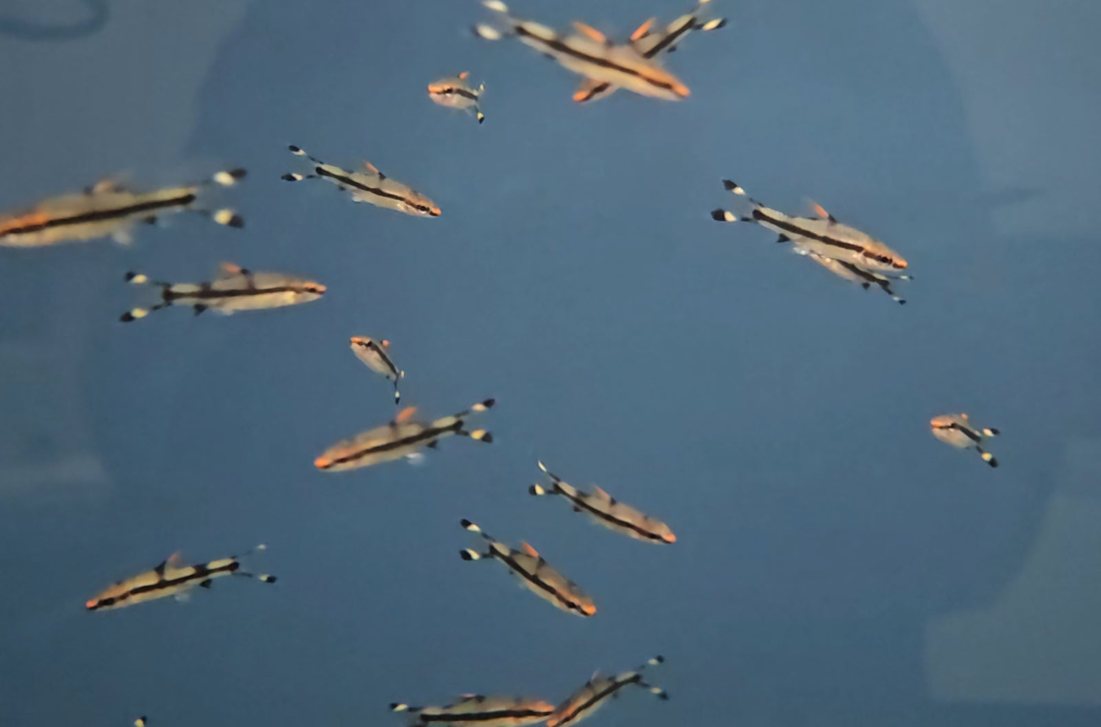 Roseline Shark (Sahyadria denisonii)