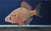 Tonkin Rainbow Bitterling (Acheilognathus tonkinensis)