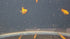 Red Emperor Ricefish -RLF Line (Oryzias latipes)